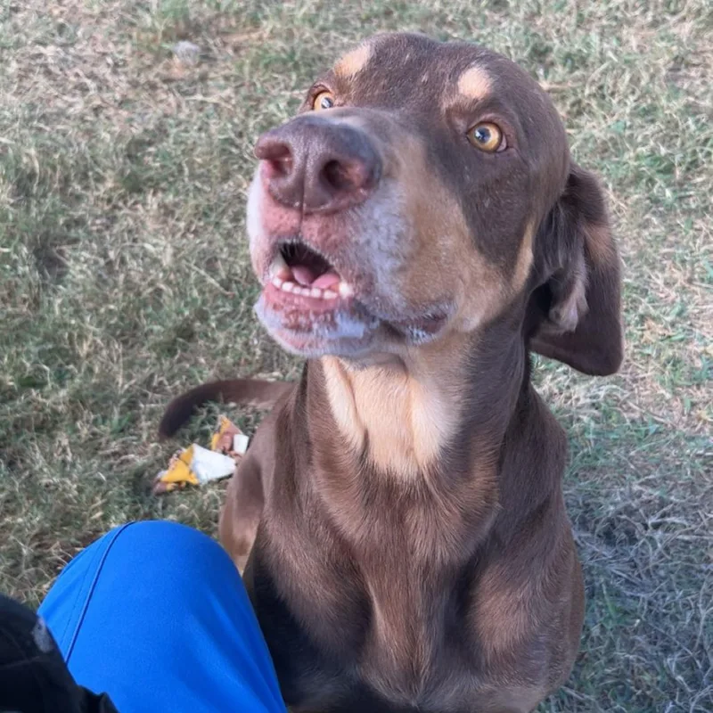 An adult large-sized male Brown / Chocolate Mixed Breed dog named Pauly for adoption in Webster, TX