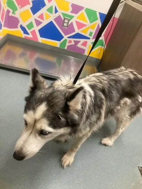 An adult medium-sized female Husky dog named Lela for adoption in Baytown, TX