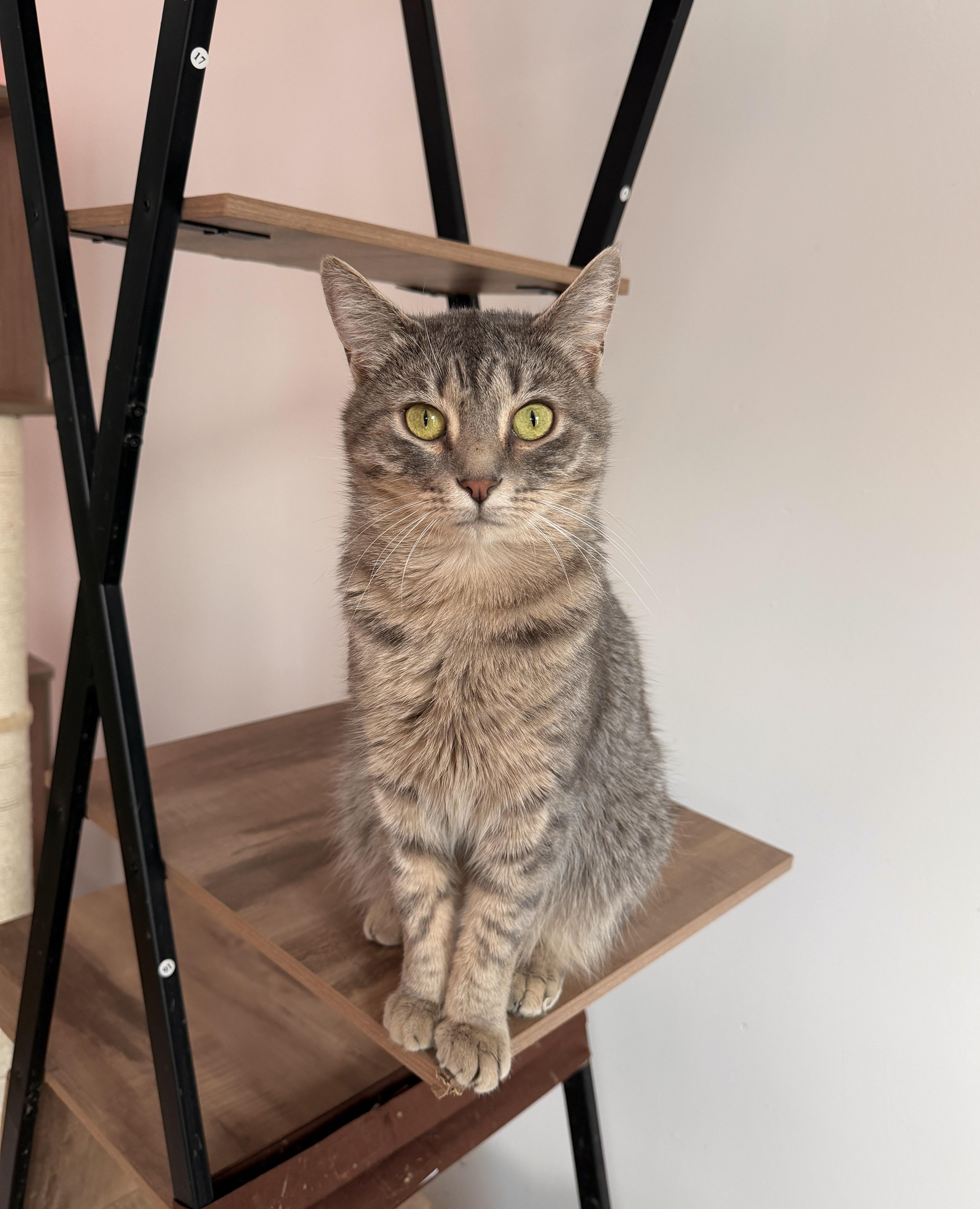 Willow