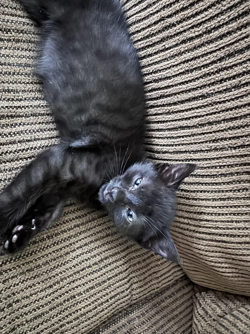 A baby small-sized male Domestic Short Hair cat named Wonderful Tonight for adoption in Fruit Heights, UT