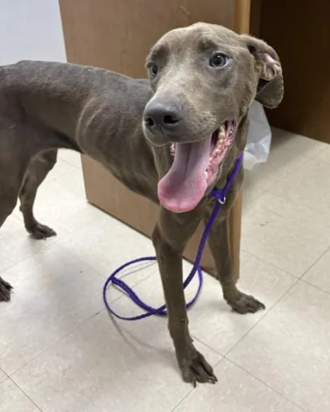 A young large-sized female Great Dane dog named Whiskey for adoption in Killeen, TX