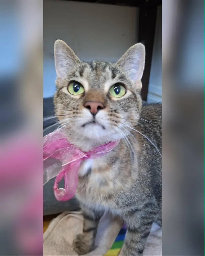 An adult medium-sized female Domestic Short Hair cat named Saturday for adoption in Chicago, IL
