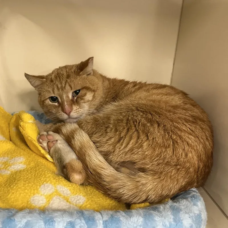 An adult large-sized male Orange / Red Domestic Short Hair cat named Peter for adoption in Hinsdale, IL