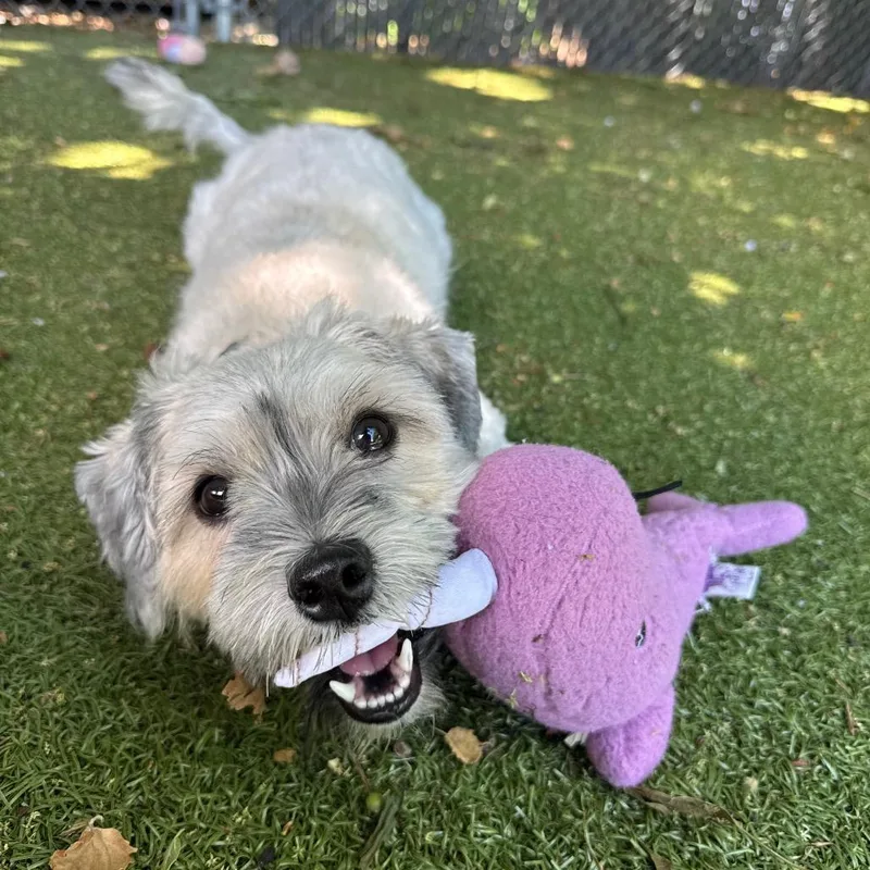 A young small-sized male Yellow / Tan / Blond / Fawn Shih Tzu dog named Valentino for adoption in Providence, RI