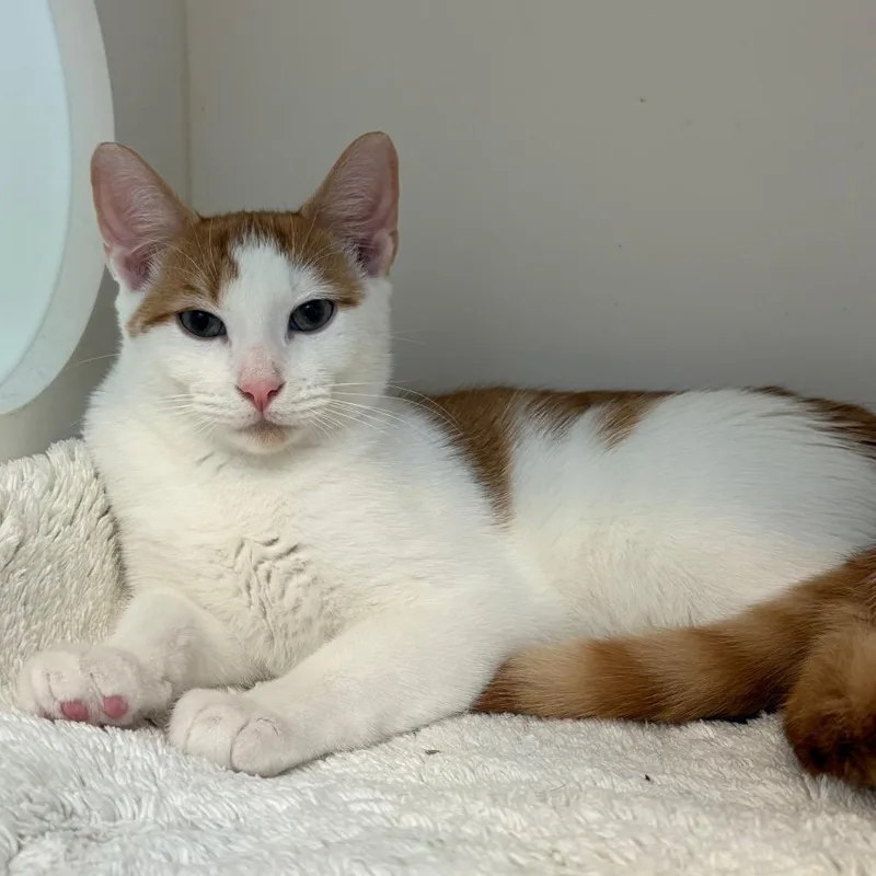 A baby small-sized male Domestic Short Hair cat named Norris for adoption in Cumming, GA