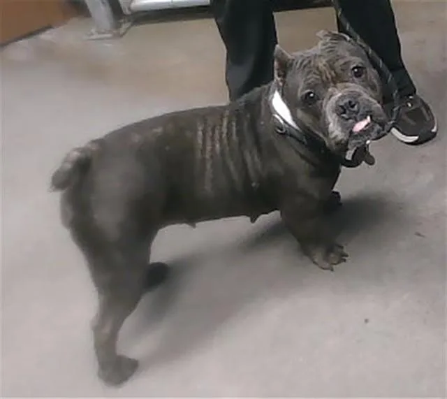 An adult small-sized female American Staffordshire Terrier dog named Gwen for adoption in Phoenix, AZ