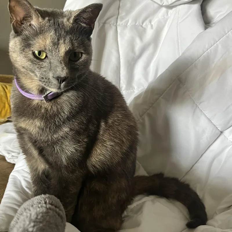 A young medium-sized female Dilute Tortoiseshell Dilute Tortoiseshell cat named Pearl for adoption in Dallas, TX