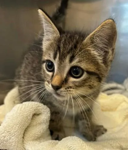 A baby small-sized male Domestic Short Hair cat named Beans for adoption in Lampasas, TX