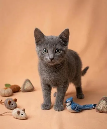 A baby small-sized male Domestic Short Hair cat named Earl Grey for adoption in Cumming, GA