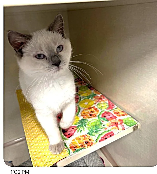 A baby small-sized male Siamese cat named Milton for adoption in Rockford, IL