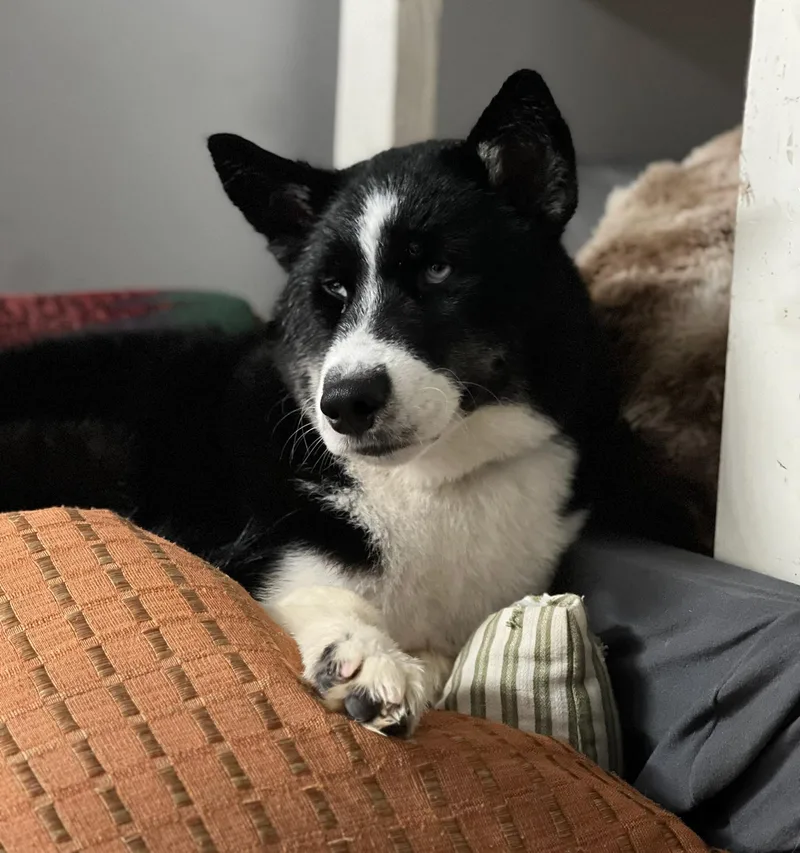 A baby medium-sized male Husky dog named Sevro for adoption in Harrison, NY