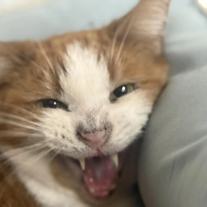 A senior medium-sized female Orange / Red Domestic Short Hair cat named Twinkie for adoption in Chillicothe, IL