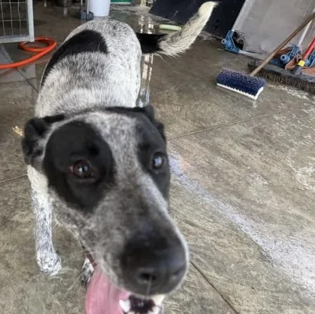 A young medium-sized female Black Australian Cattle Dog / Blue Heeler dog named Midnight for adoption in Lewisburg, TN