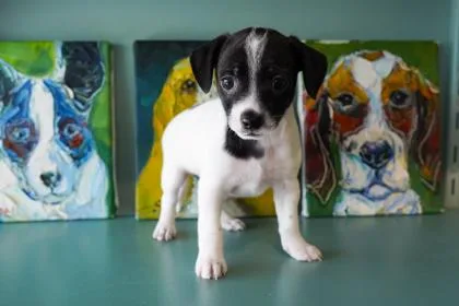 A baby small-sized female Pug dog named Churro for adoption in San Antonio, TX