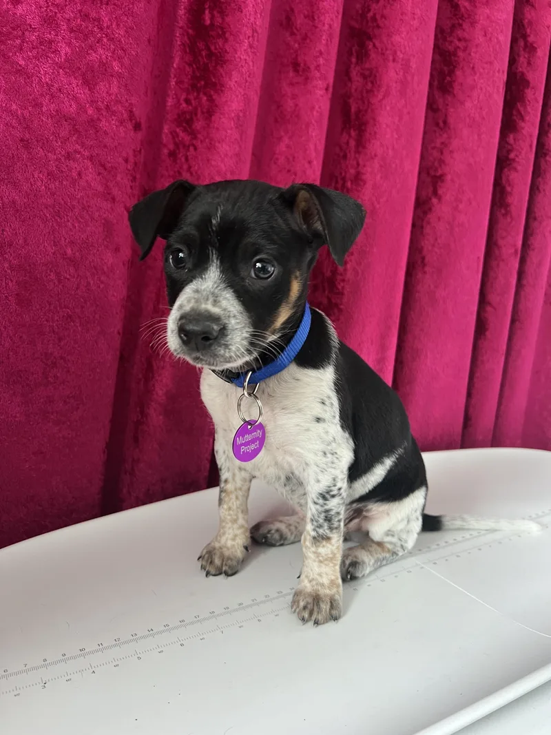 Freddy Mercury thumbnail 2