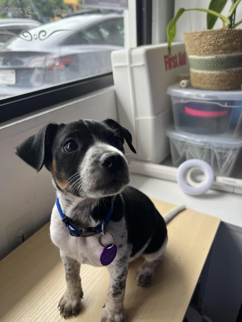 Freddy Mercury thumbnail 3