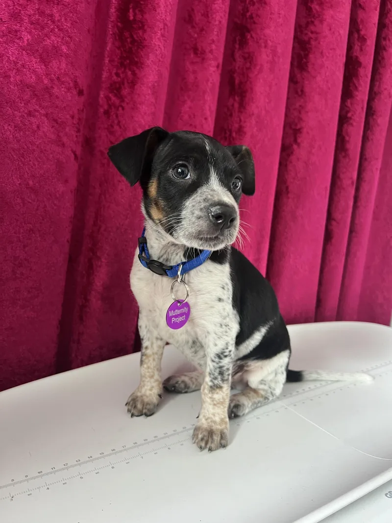 Freddy Mercury thumbnail 4