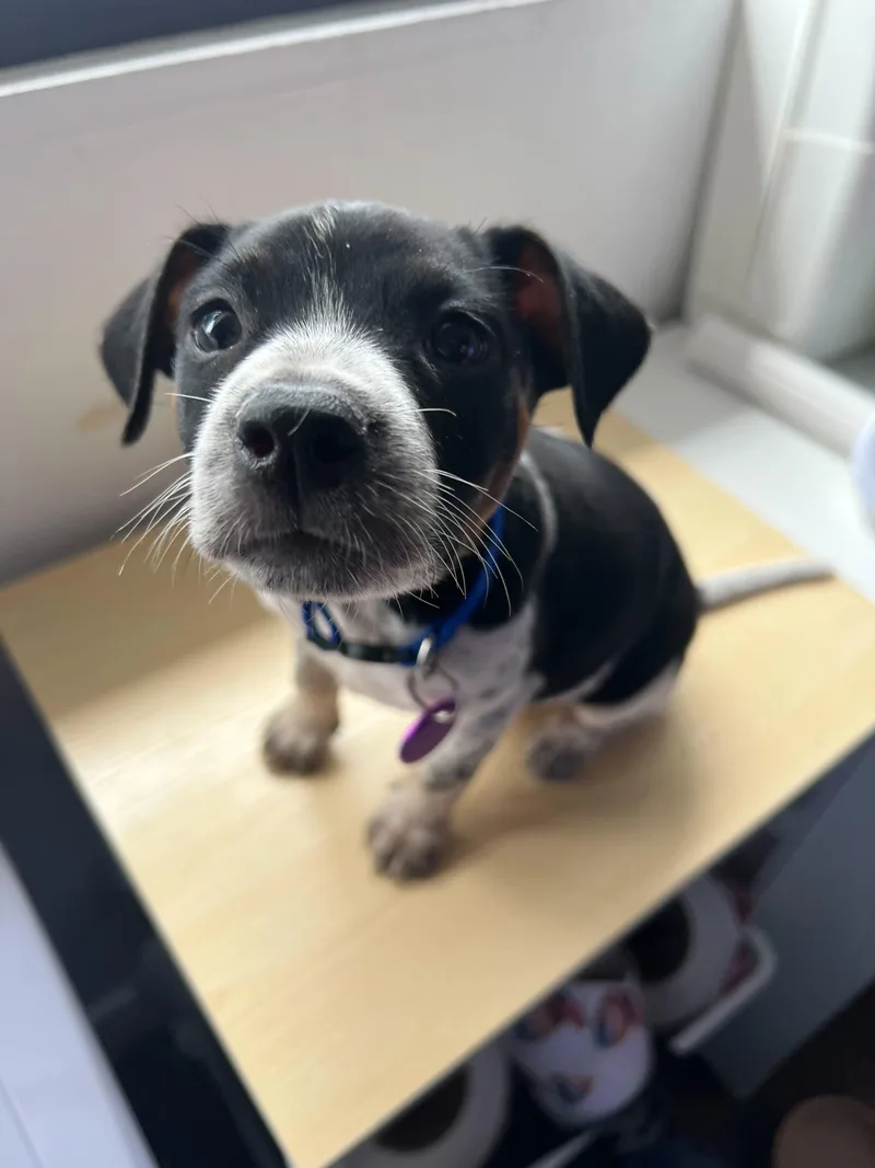 Freddy Mercury thumbnail 5