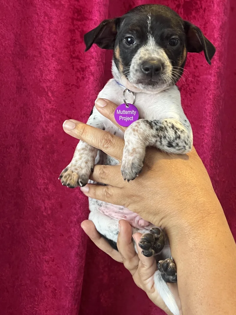 A baby small-sized male Harlequin Cattle Dog dog named Freddy Mercury for adoption in West Hollywood, CA