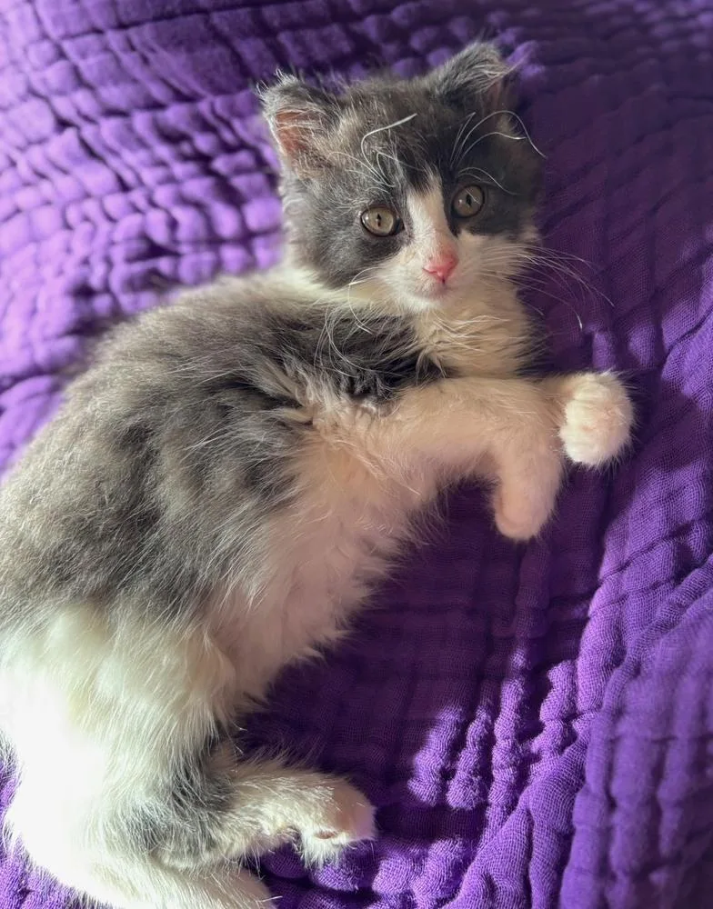 A baby medium-sized female Gray & White Domestic Medium Hair cat named Bubbles for adoption in Wilmington, NC