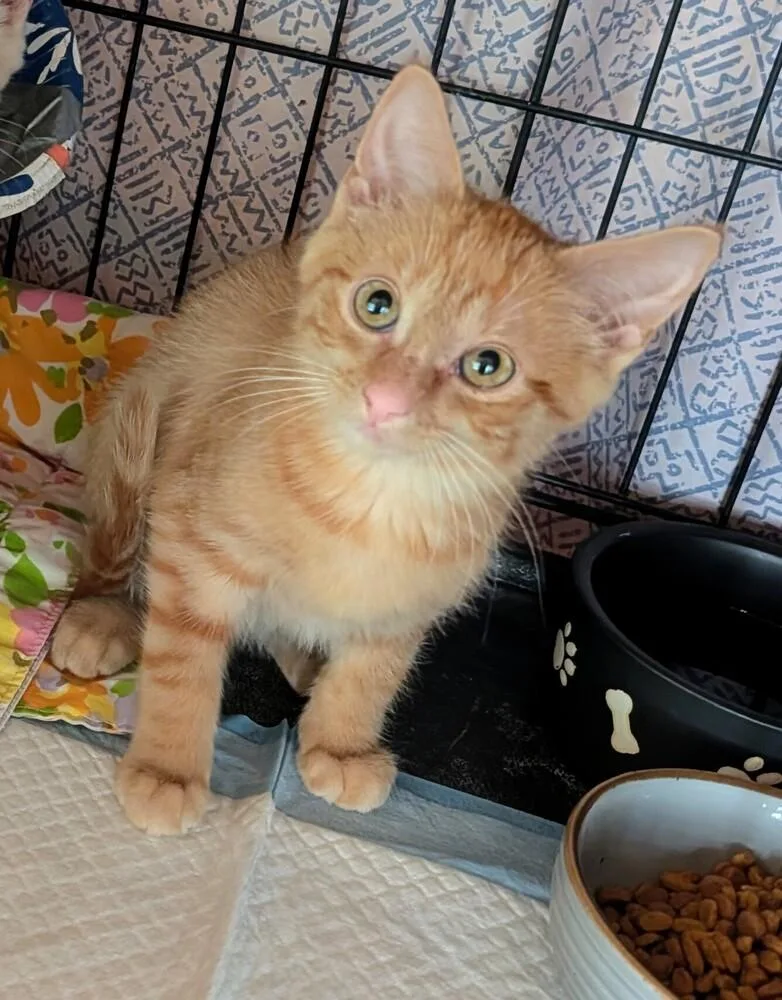 A baby small-sized male Tabby (Orange / Red) Domestic Short Hair cat named Rex for adoption in Louisa, VA