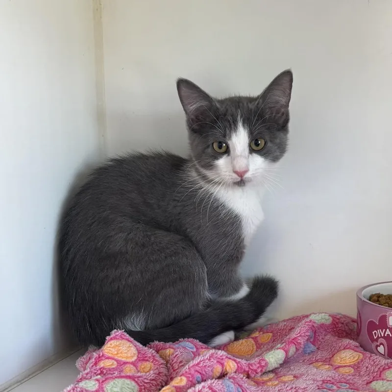 A baby medium-sized female Domestic Short Hair cat named Dory for adoption in Sunnyvale, TX