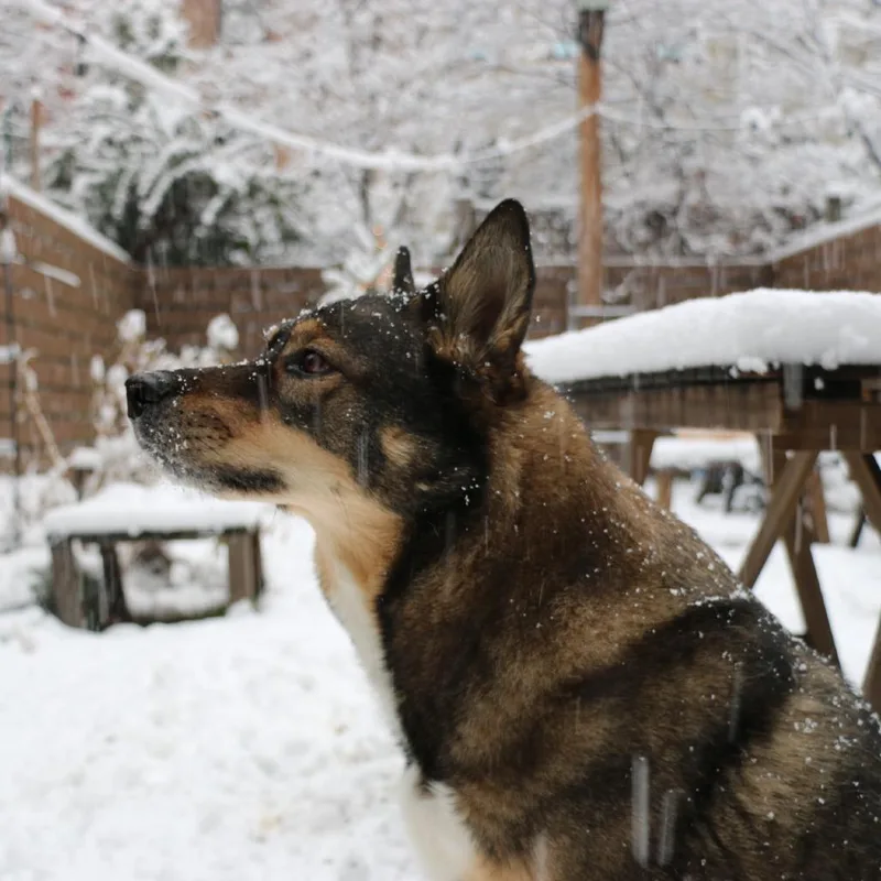 A senior large-sized male Shepherd dog named Cole for adoption in Wantagh, NY