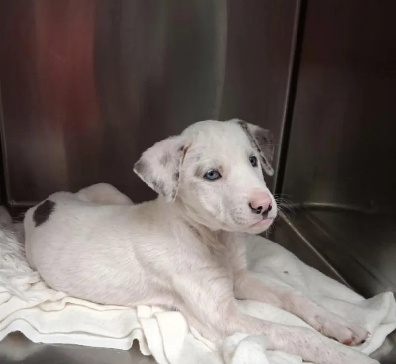 A baby medium-sized female Gray / Blue / Silver Catahoula Leopard Dog dog named Keller for adoption in Orland Park, IL
