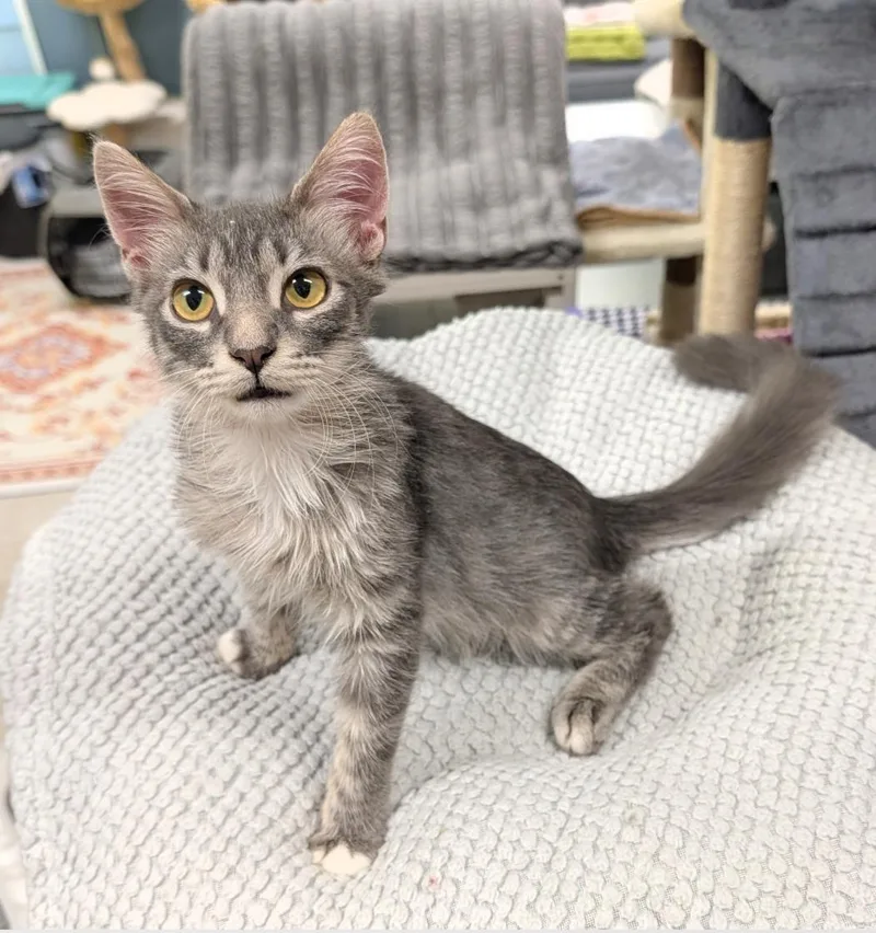 A baby medium-sized male Domestic Long Hair cat named Finley for adoption in Waterloo, IA