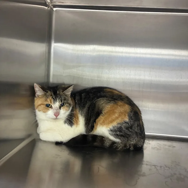 An adult small-sized female Domestic Medium Hair cat named Tuna for adoption in Corbin, KY