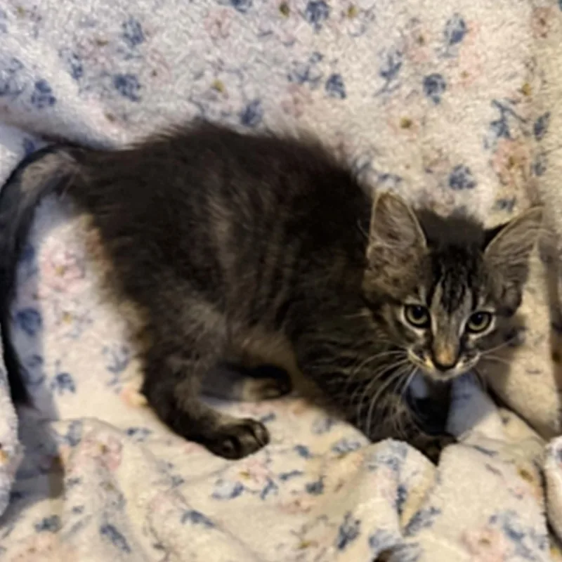 A baby large-sized male Tabby (Brown / Chocolate) Domestic Long Hair cat named Woody for adoption in Madisonville, TX