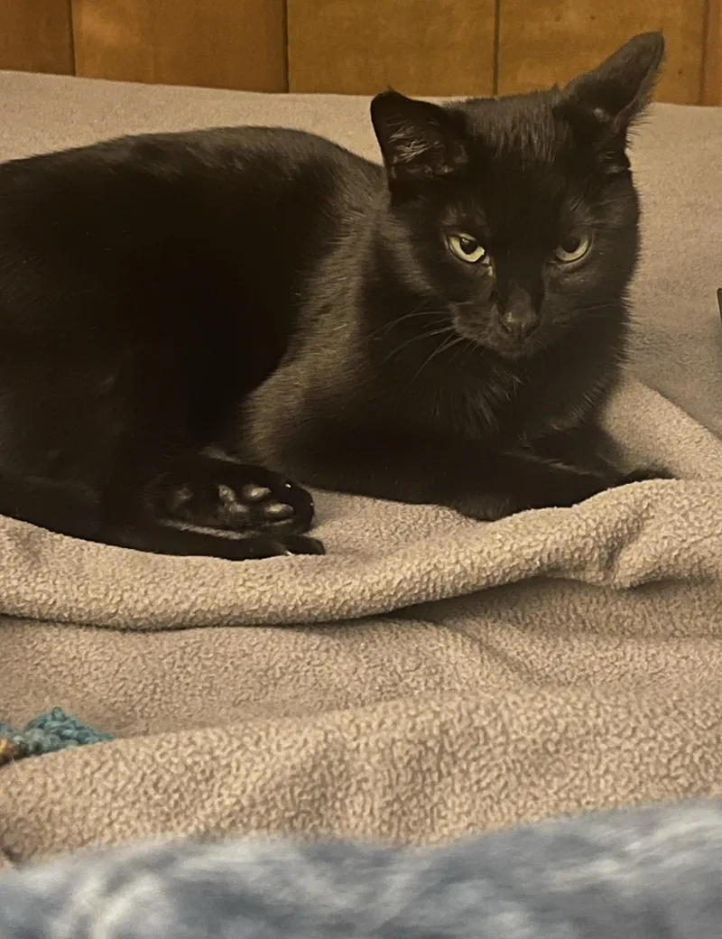 Miss Batman thumbnail 2