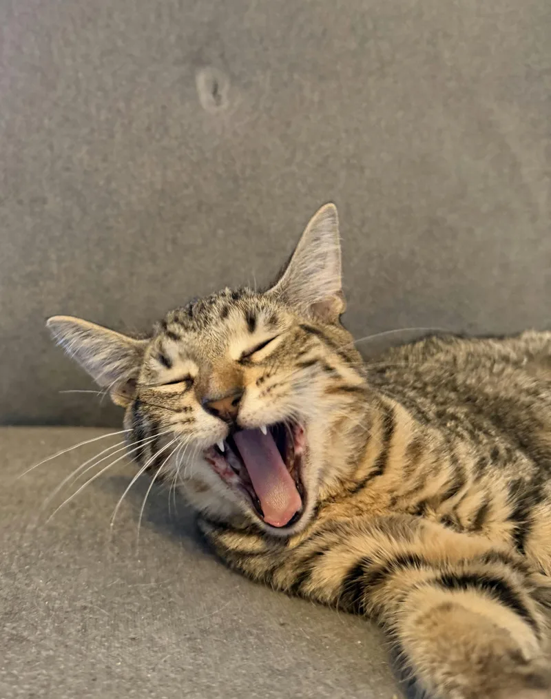 A baby medium-sized female Tabby (Brown / Chocolate) Domestic Short Hair cat named Clementine for adoption in Houston, TX