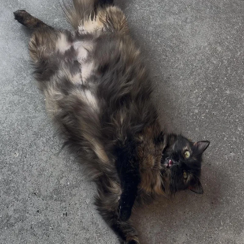 An adult large-sized female Domestic Medium Hair cat named Babette for adoption in Cumming, GA