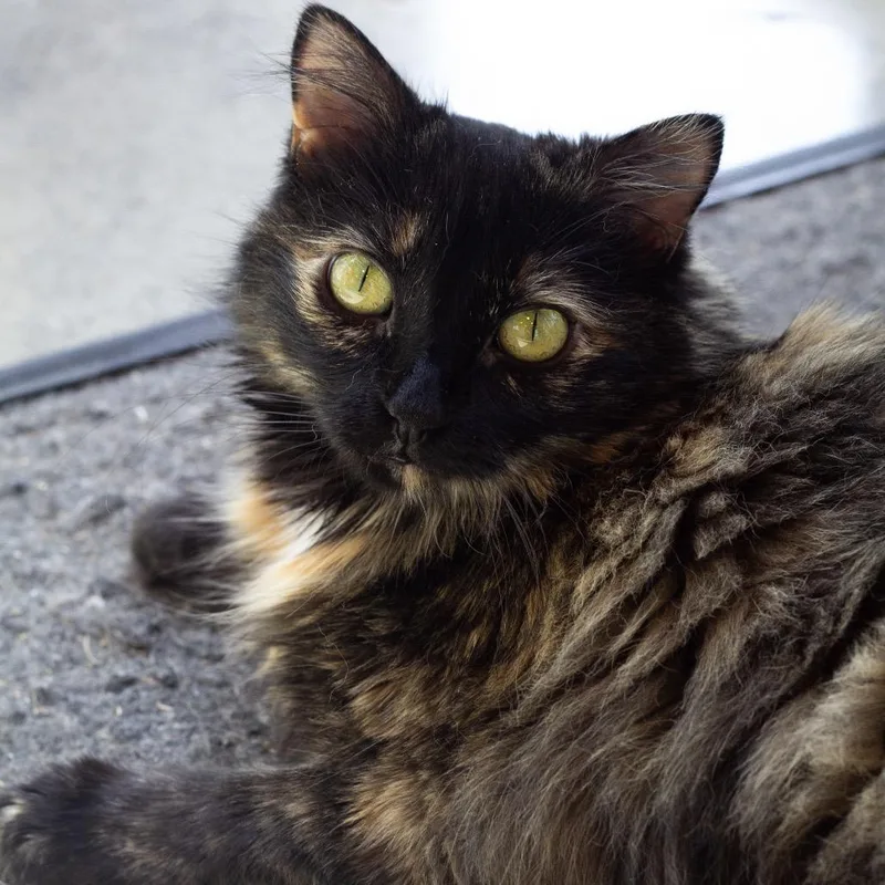Babette thumbnail 3