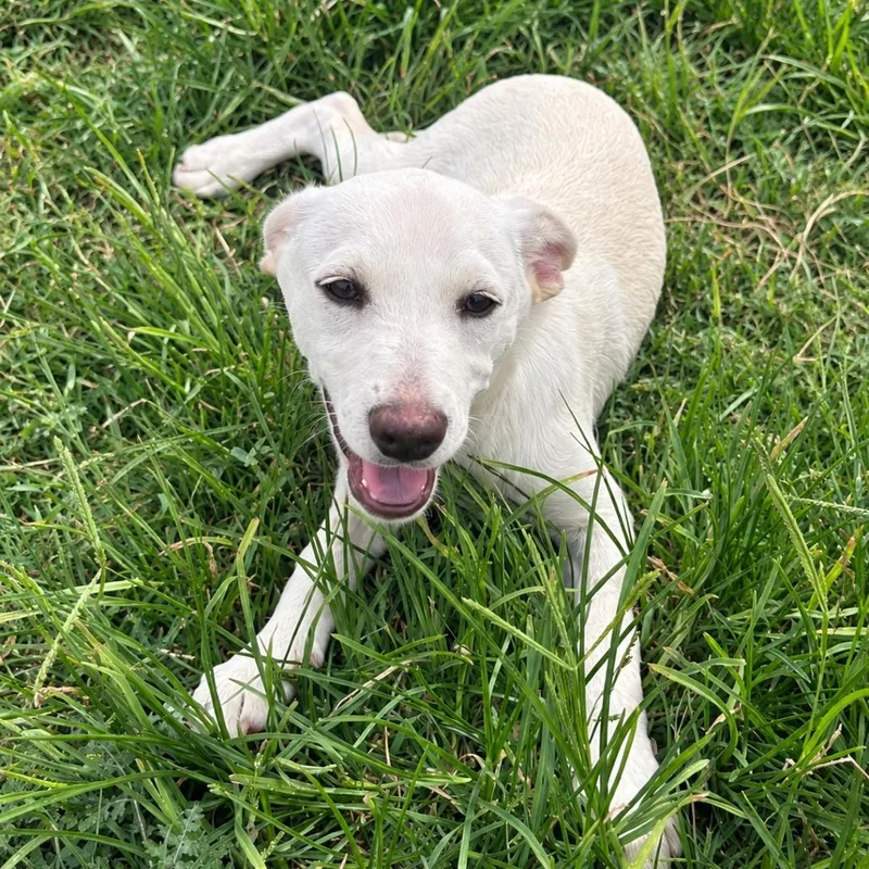 A baby medium-sized male Cattle Dog dog named Jasper CI for adoption in Austin, TX