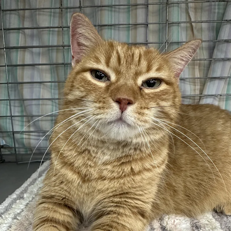 Hamilton thumbnail 2