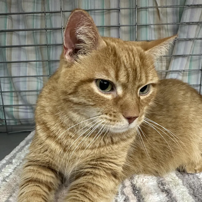 Hamilton thumbnail 3