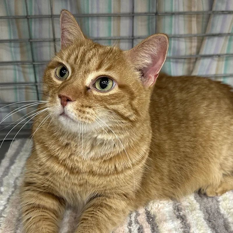 An adult medium-sized male Orange & White Tabby cat named Hamilton for adoption in Baltimore, MD