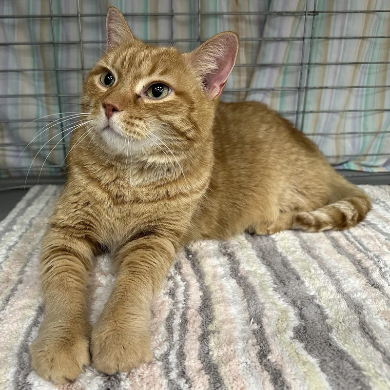 Hamilton thumbnail 4