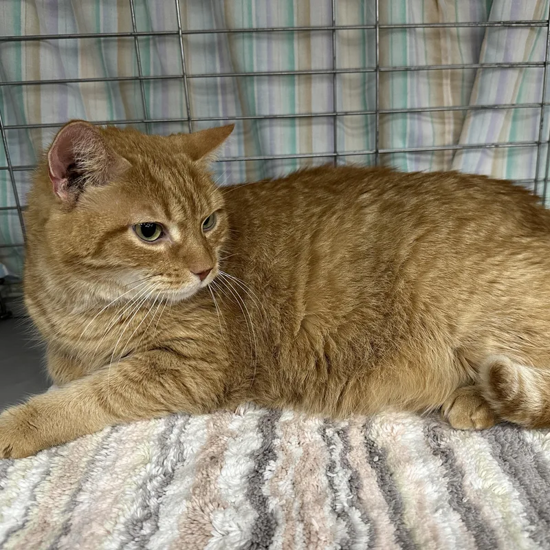 Hamilton thumbnail 5