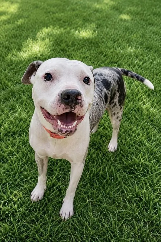 An adult medium-sized female White / Cream Pit Bull Terrier dog named Daisy for adoption in Maryville, TN