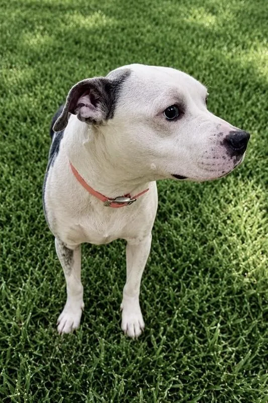 Daisy thumbnail 3