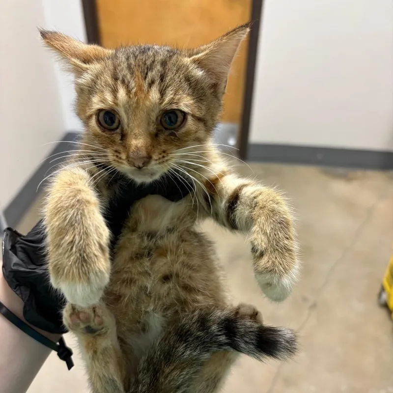 A baby small-sized female Brown / Chocolate Domestic Short Hair cat named Chloe for adoption in Columbiana, AL