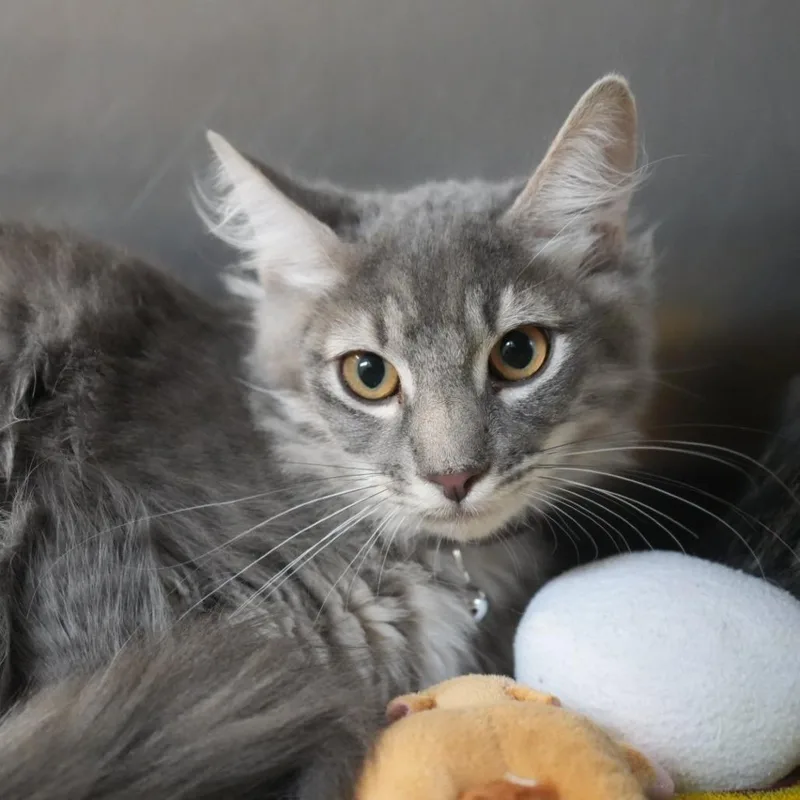 A young medium-sized male Domestic Long Hair cat named George for adoption in Coachella, CA
