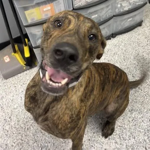 An adult large-sized male Great Dane dog named Clarence for adoption in Birmingham, AL