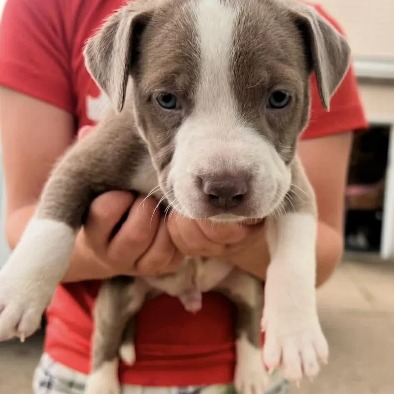 A baby medium-sized male Mixed Breed dog named Tucker for adoption in Clinton, WI