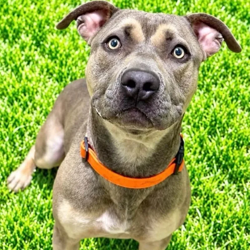 A young large-sized male Terrier dog named Kai for adoption in Battle Creek, MI