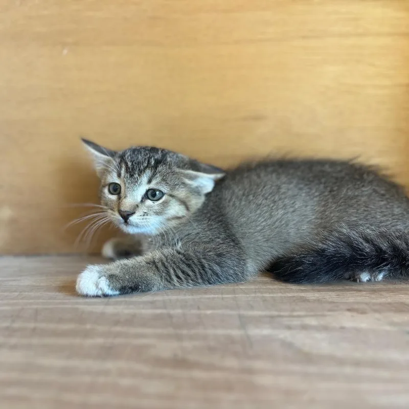 A baby small-sized male Domestic Short Hair cat named Woodrow for adoption in Fredericksburg, TX