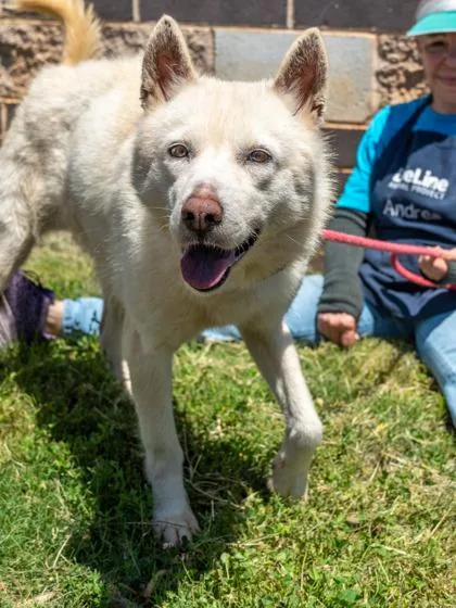 An adult large-sized female Mixed Breed dog named Embark for adoption in Chamblee, GA